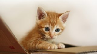 男らしく生きたい人は多いが、女らしく生きたい女は少ない